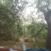 چایخانه