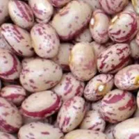لوبیا چیتی