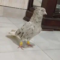 دم سفید درجه یک