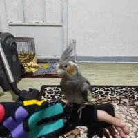عروس هلندی
