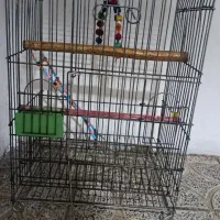 پرنده