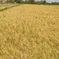 زمین-کشاورزی-برنج