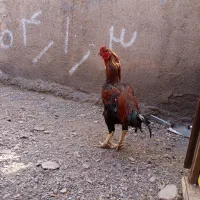 لاری