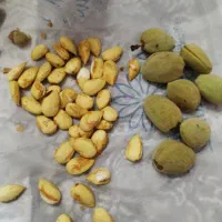 بادام درختی باپوست تازه و درجه1