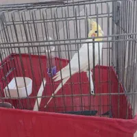 عروس هلندی ماده فروشی