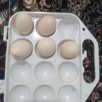 تخم مینیاتوری