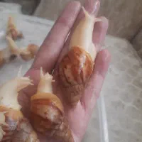 حلزون آچاتینا