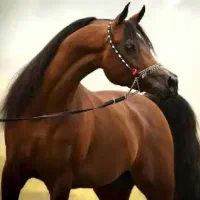 اسب  خرید وفروش