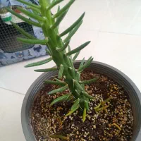 گل کاکتوس
