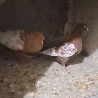 سینه زرد