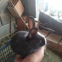 بچه خرگوش