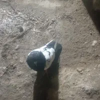 کبوتر