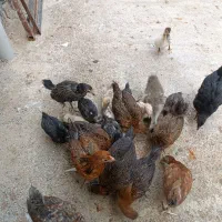 تعدادی جوجه