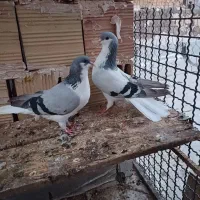 کبوتر