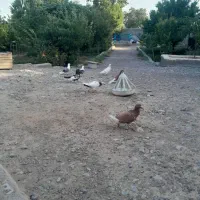 کبوتر