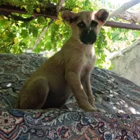توله سگ الابای سرابی خراسانی پژدر