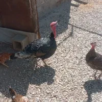 بوقلمون
