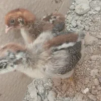 جوجه مرغ اصل معاوضه میکنم با پرنده