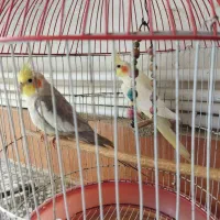 عروس هلندی با قفس