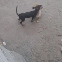 سگ پا کوتاه