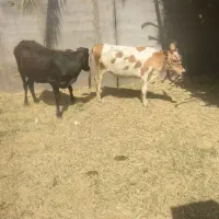 دوعدد گستر گاو