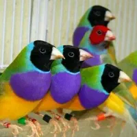فنچ گلدین