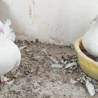 یجفت کبوتر دمچتری سفید مور سینه لرزون با جوجه