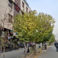 ۸۵ متر / موقعیت اداری/ بر اشرفی / باغ فیض