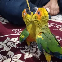 خورشیدی ۲ماهه