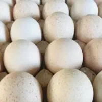 تخم بوقلمون