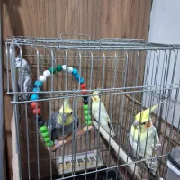 عروس هلندی