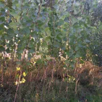 تولید و عرضه صنوبر در نیر