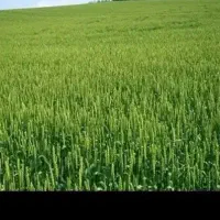 زمین-کشاورزی-آر-یک-کانال-هشت