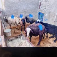 چهار تا بره فروشی