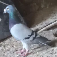 کبوتر مسافتی
