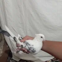 کفتر