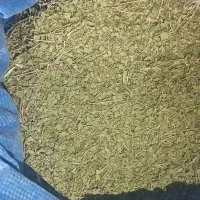 اویشن کوهی