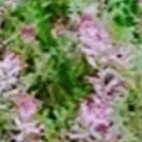 گیاه شاه تره