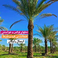 فضای سبز البرز  نخل  پالم. فونیکس