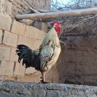 خروس محلی پر طلایی