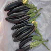 بادمجان درجه یک