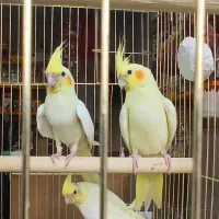 عشقاتون اینجان،عروس هلندی طوط برزیلی،،مرغ عشق