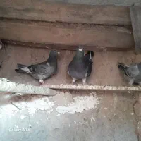 جفت جوجه