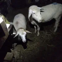 گوسفند ماده بابره