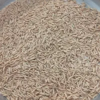 جو هاشمی اصلاح شده وزودرس