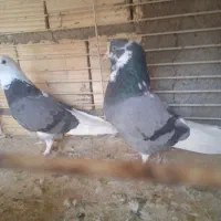 کفتر پرشی