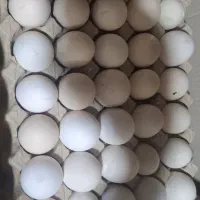 تخم مرغ نوک زده شکسته