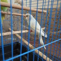 جوجه مرغ عشق