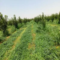 کرایه دستگاه پرس یونچه