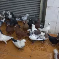 کبوتر دورگ‌ و رنگی نر جلد  ۳۰ تا